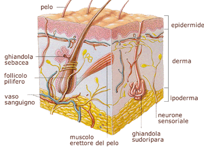 Primo test medicina